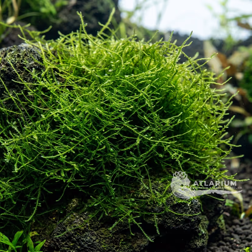 Muschio di Giava (Java Moss)