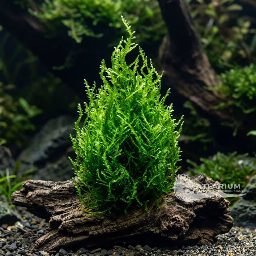 Flame Moss