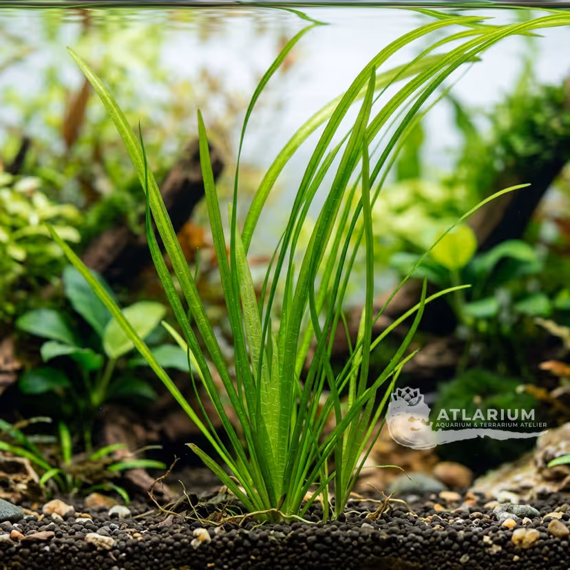 Vallisneria nana