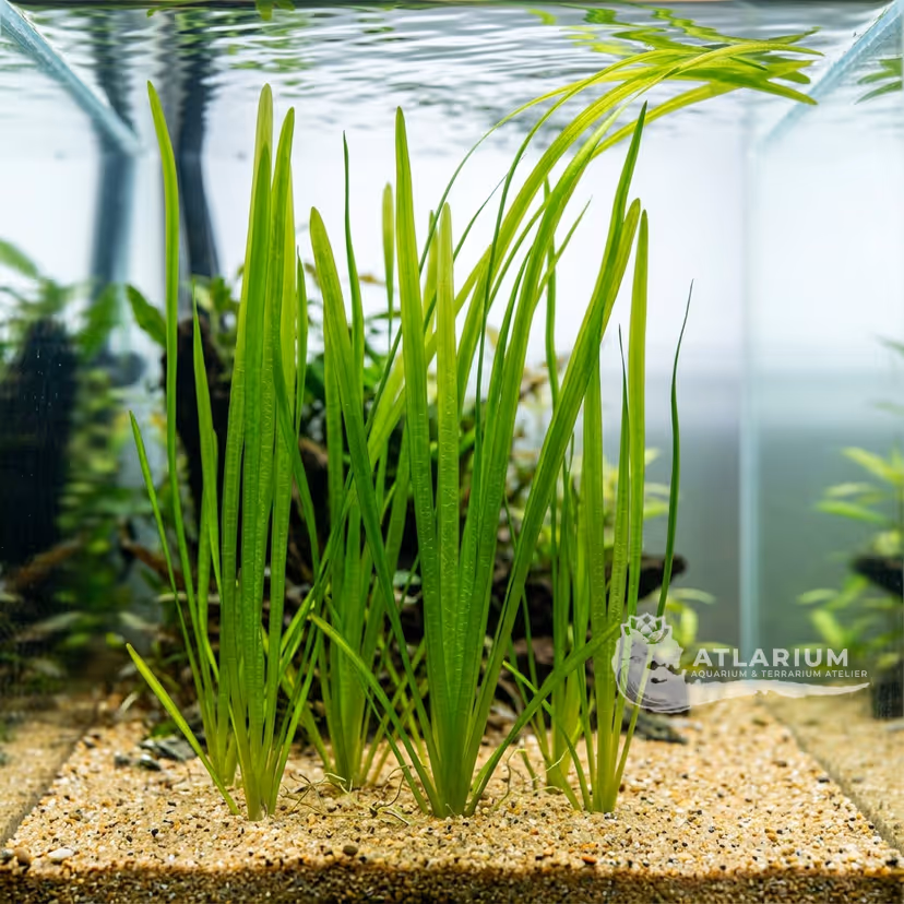 Jungle Val