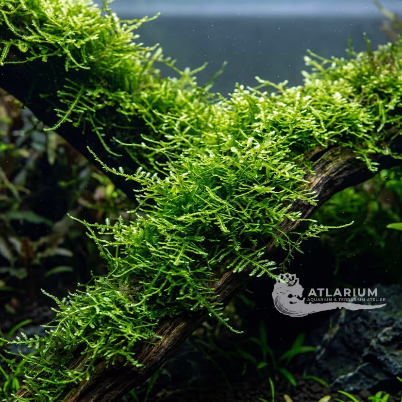 Christmas Moss