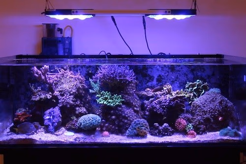 Bellalicht Saltwater Gooseneck LED 30W