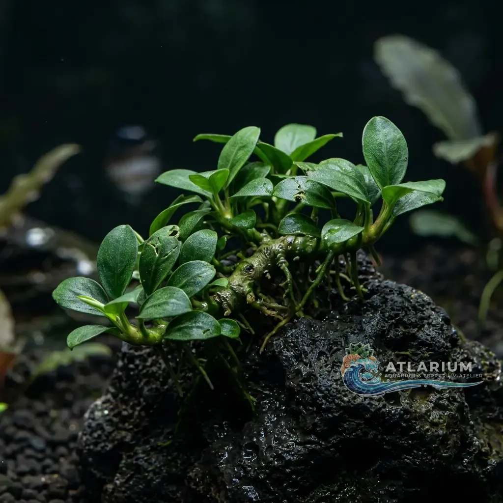 Anubias nana (Anubias barteri var. nana)