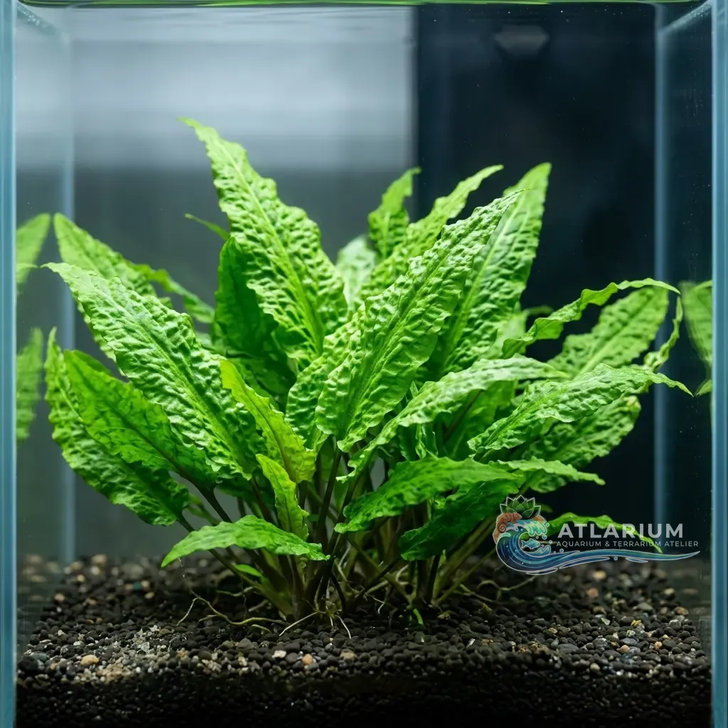 Cryptocoryne wendtii ''grün''